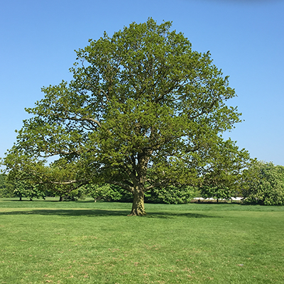 Tree in Summer