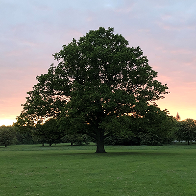 Tree in Summer night