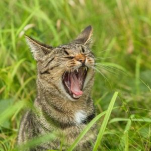 A photograph of a yaawning cat, sitting in grass, taken by photography student Devon Beckett